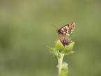 Heath Fritillary