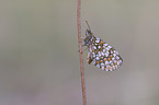 heath fritillary