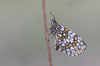 heath fritillary