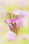 heath fritillary