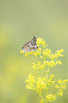 heath fritillary