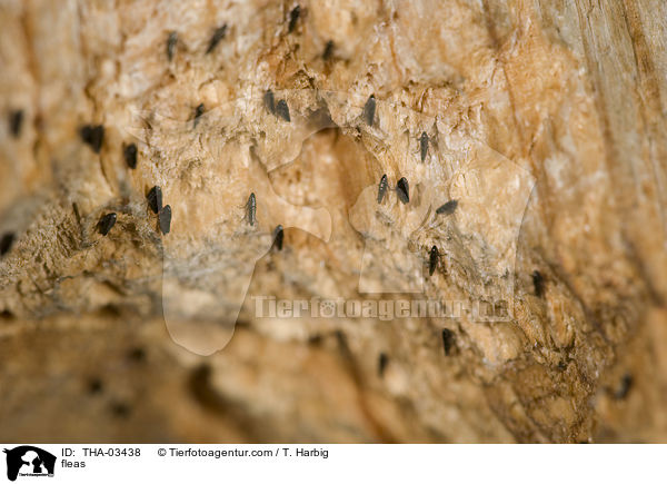 Vogelfl�he / fleas / THA-03438
