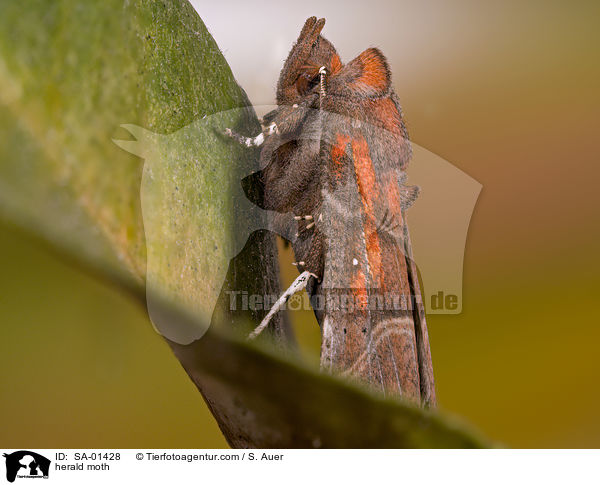 herald moth / SA-01428