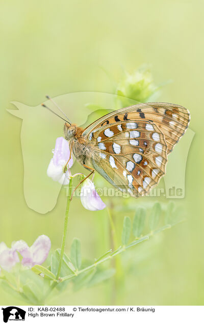 High Brown Fritillary / KAB-02488