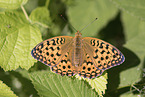 high brown fritillary