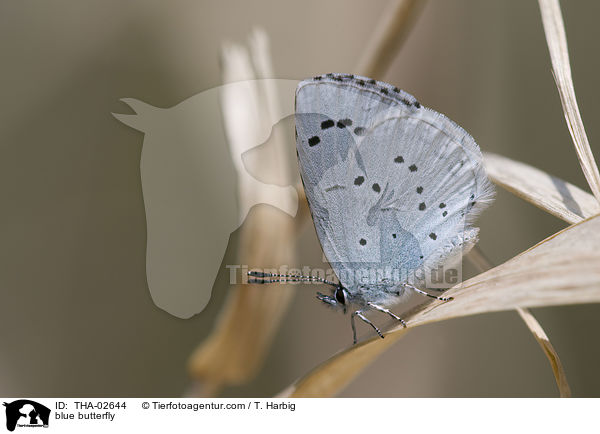 Faulbaumbluling / blue butterfly / THA-02644