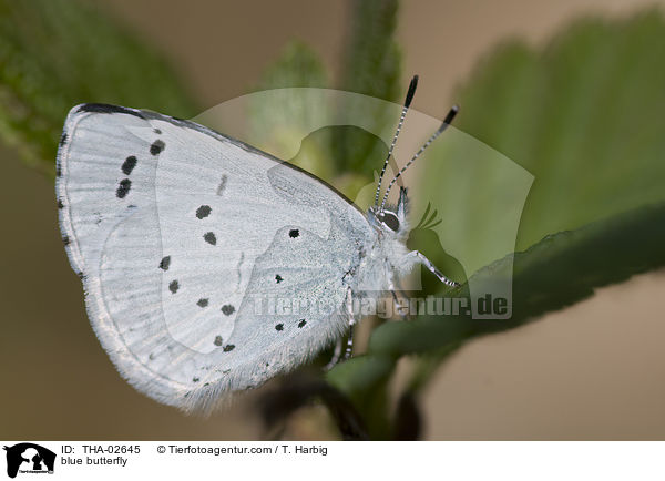 Faulbaumbluling / blue butterfly / THA-02645