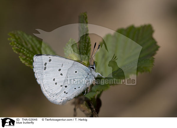blue butterfly / THA-02646