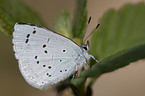 blue butterfly