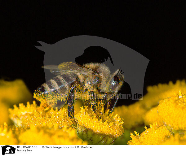 honey bee / DV-01138