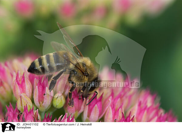 Honigbiene / honeybee / JOH-01102