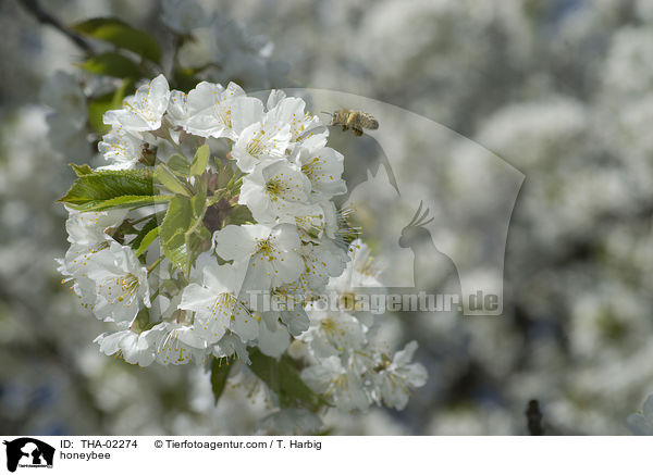 honeybee / THA-02274