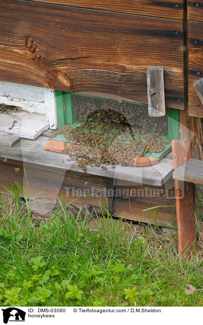 Westliche Honigbienen / honeybees / DMS-03080