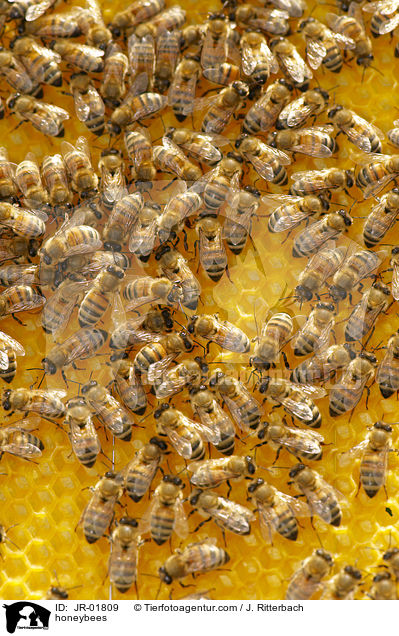Honigbienen / honeybees / JR-01809