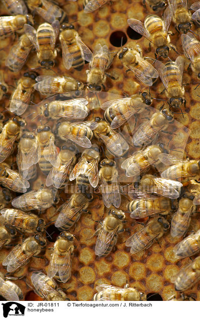 Honigbienen / honeybees / JR-01811