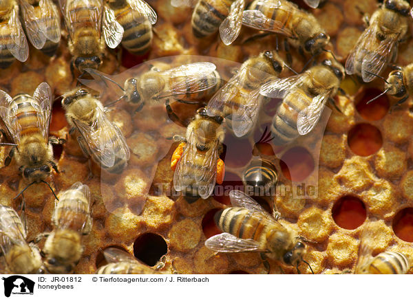 Honigbienen / honeybees / JR-01812