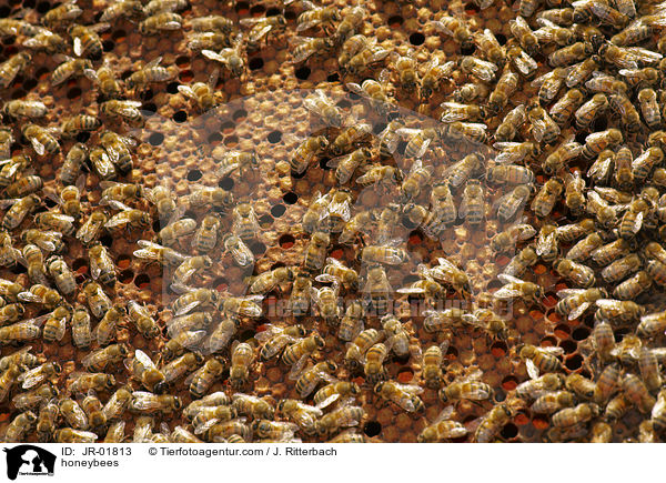Honigbienen / honeybees / JR-01813
