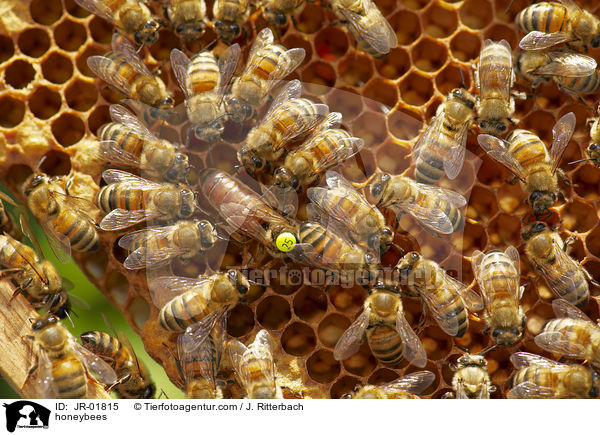Honigbienen / honeybees / JR-01815