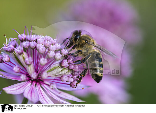 honeybee / MBS-08724