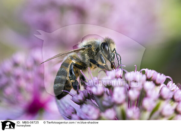 honeybee / MBS-08725