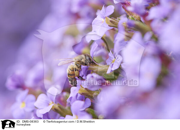 Honigbiene / honeybee / DMS-08363