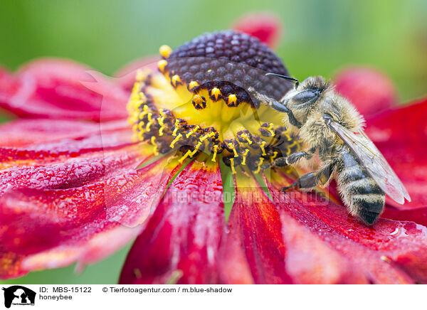 Honigbiene / honeybee / MBS-15122