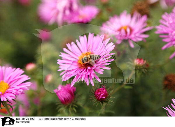 Honigbiene / honeybee / JH-25103