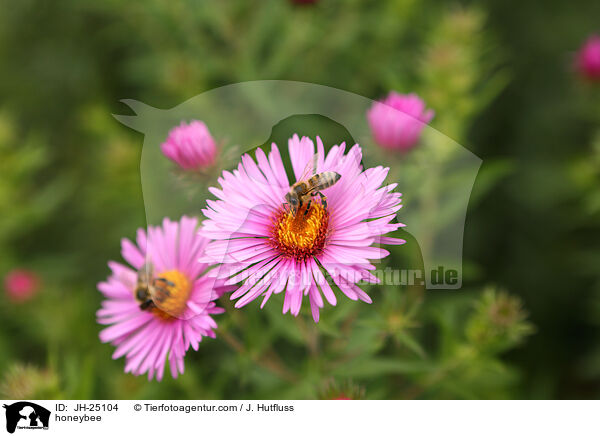 Honigbiene / honeybee / JH-25104