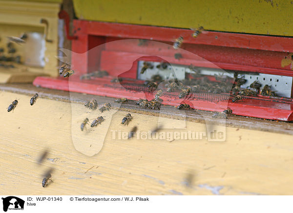 Bienenstock / hive / WJP-01340