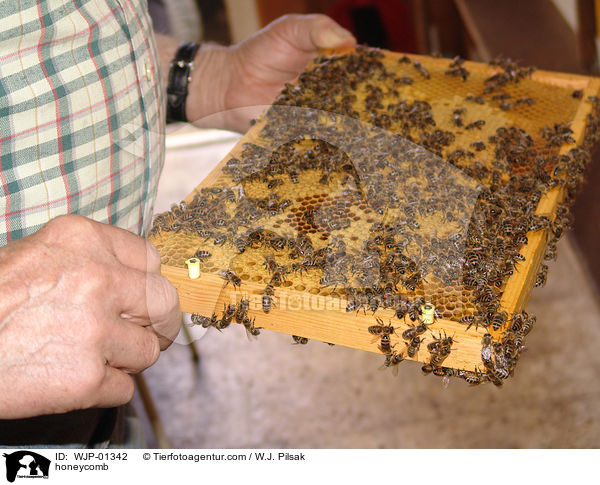 Bienenwabe / honeycomb / WJP-01342