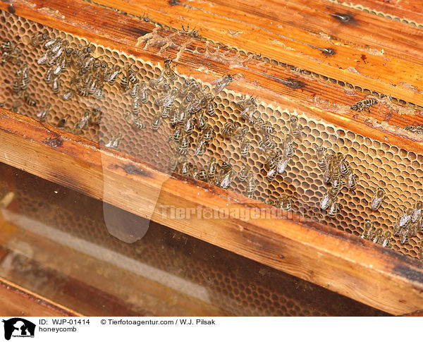 Bienenwabe / honeycomb / WJP-01414
