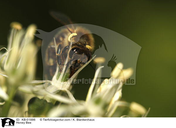 Honigbiene / Honey Bee / KB-01886