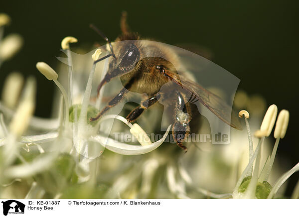 Honigbiene / Honey Bee / KB-01887