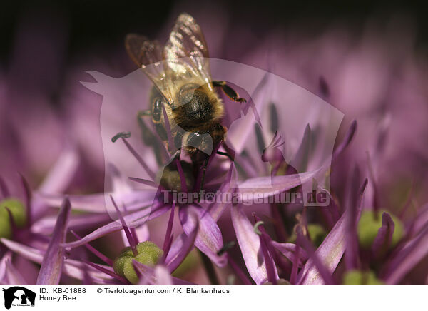 Honigbiene / Honey Bee / KB-01888