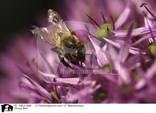 Honigbiene / Honey Bee / KB-01889