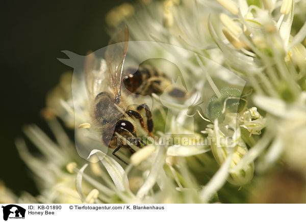 Honigbiene / Honey Bee / KB-01890