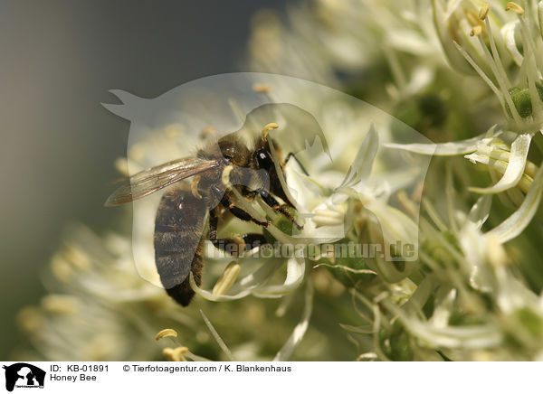 Honigbiene / Honey Bee / KB-01891