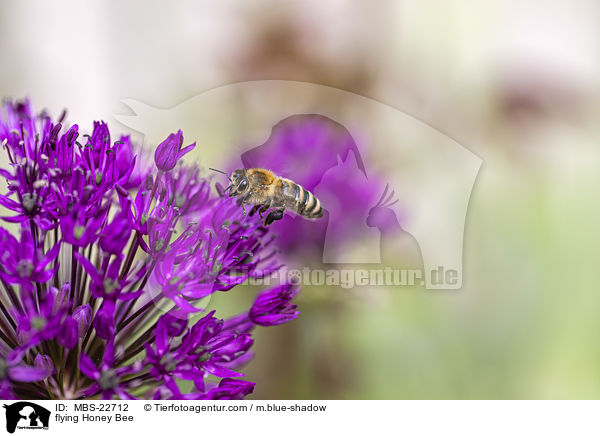 flying Honey Bee / MBS-22712