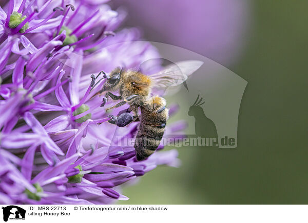 sitzende Honigbiene / sitting Honey Bee / MBS-22713