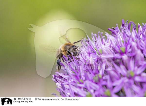 sitzende Honigbiene / sitting Honey Bee / MBS-22714