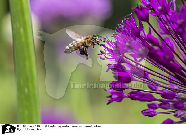 fliegende Honigbiene / flying Honey Bee / MBS-22716