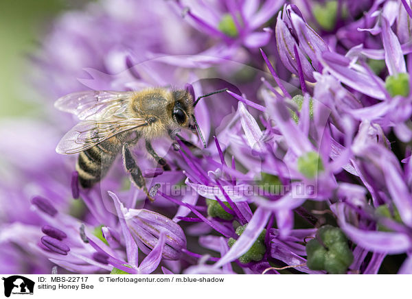 sitzende Honigbiene / sitting Honey Bee / MBS-22717