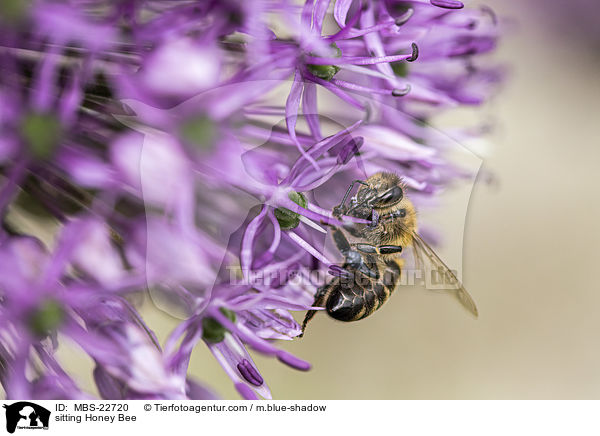 sitzende Honigbiene / sitting Honey Bee / MBS-22720