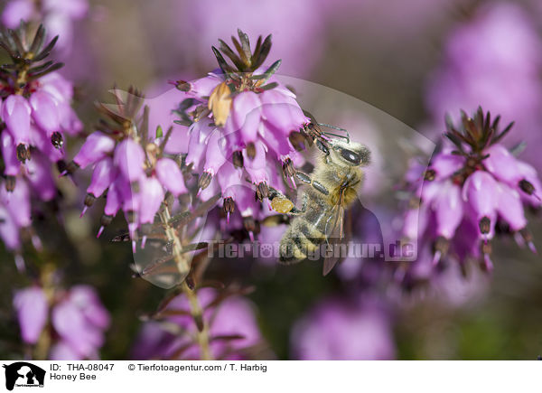 Honigbiene / Honey Bee / THA-08047