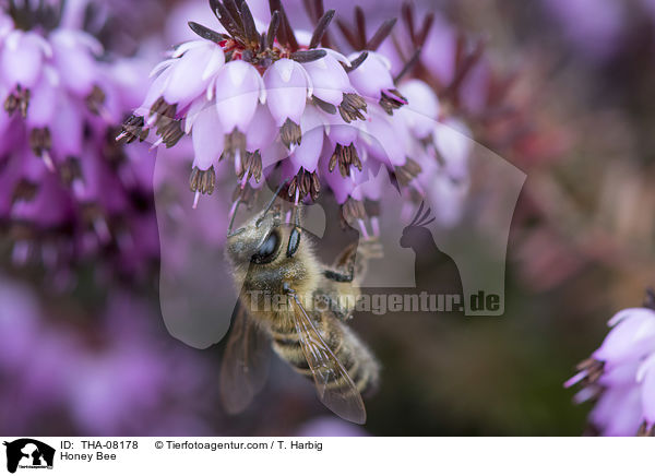 Honigbiene / Honey Bee / THA-08178
