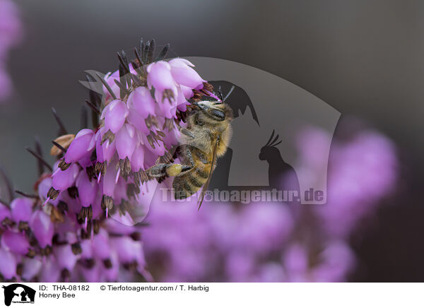 Honigbiene / Honey Bee / THA-08182