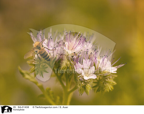 honeybee / SA-01408