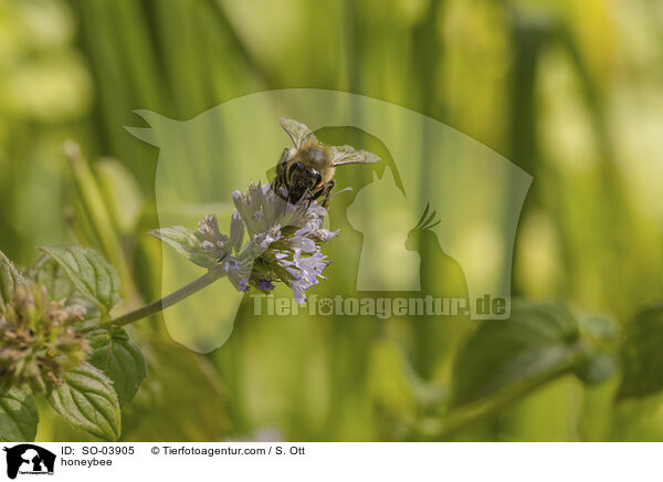 Honigbiene / honeybee / SO-03905