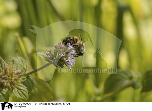 Honigbiene / honeybee / SO-03906