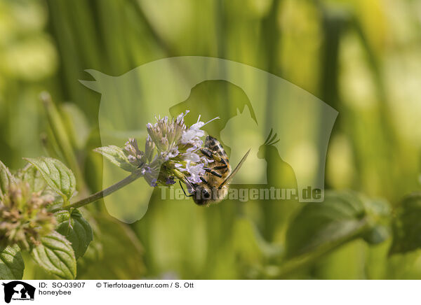 Honigbiene / honeybee / SO-03907